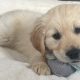 Golden Retriever Puppy