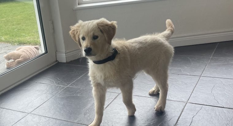 Golden retriever