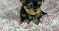 Yorkshire Terrier puppies