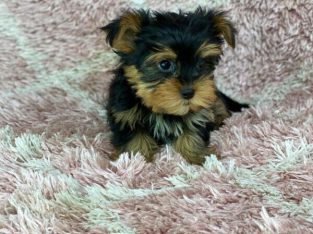 Yorkshire Terrier puppies