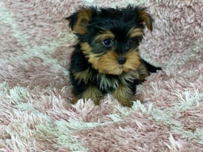 Yorkshire Terrier puppies