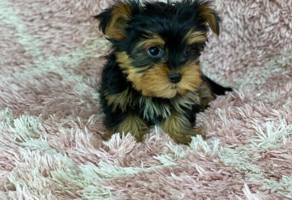 Yorkshire Terrier puppies
