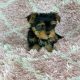 Yorkshire Terrier puppies