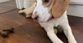 Friendly & Energetic Beagle