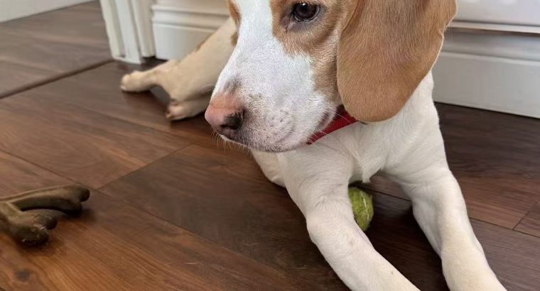 Friendly & Energetic Beagle