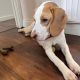 Friendly & Energetic Beagle