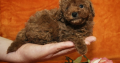 Toy Poodle Puppies