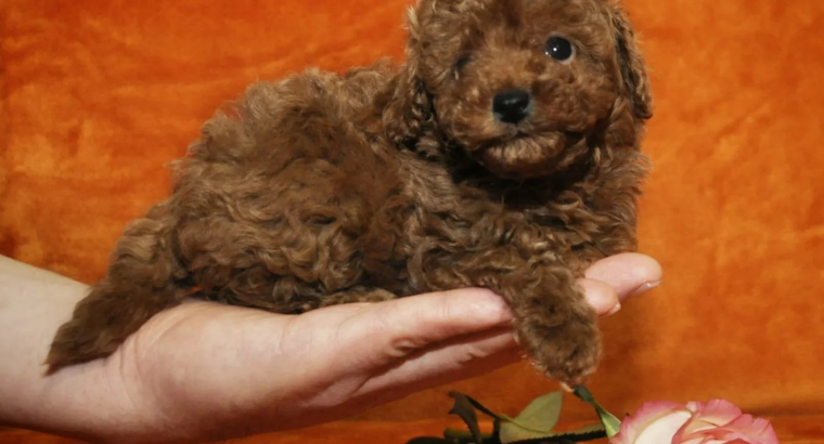 Toy Poodle Puppies