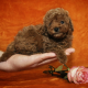 Toy Poodle Puppies