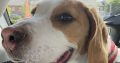 Friendly & Energetic Beagle