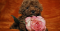 Toy Poodle Puppies
