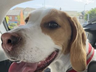 Friendly & Energetic Beagle