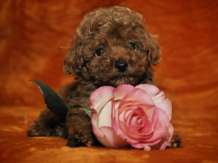 Toy Poodle Puppies