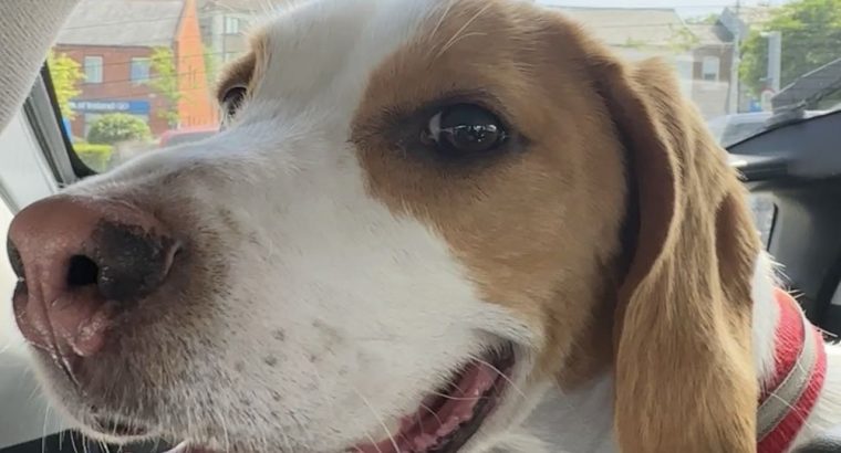 Friendly & Energetic Beagle