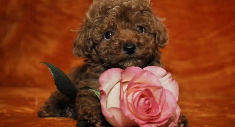 Toy Poodle Puppies