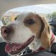 Friendly & Energetic Beagle