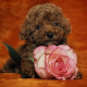 Toy Poodle Puppies