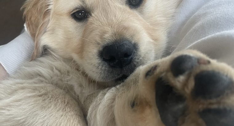 Golden Retriever Puppy