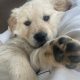 Golden Retriever Puppy