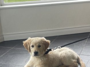 Golden retriever