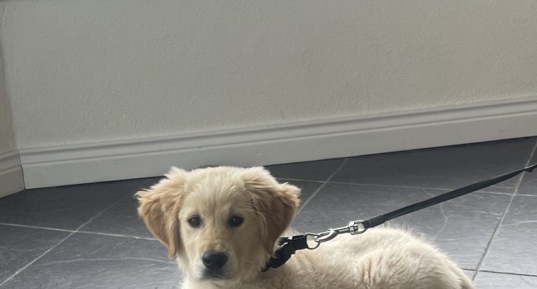 Golden retriever