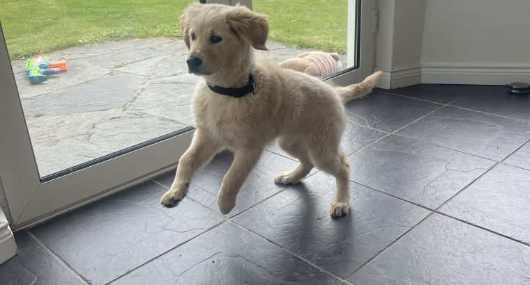 Golden retriever