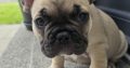 Adorable French Bulldog puppies in Galway
