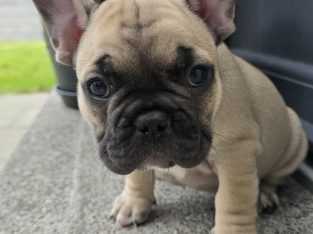 Adorable French Bulldog puppies in Galway