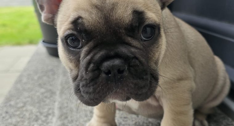Adorable French Bulldog puppies in Galway