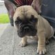Adorable French Bulldog puppies in Galway