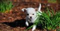 Chihuahua puppies
