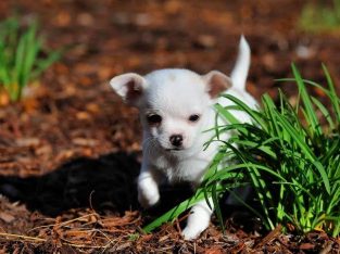 Chihuahua puppies