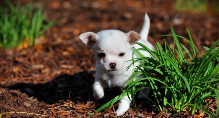 Chihuahua puppies