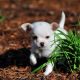 Chihuahua puppies