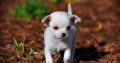 Chihuahua puppies