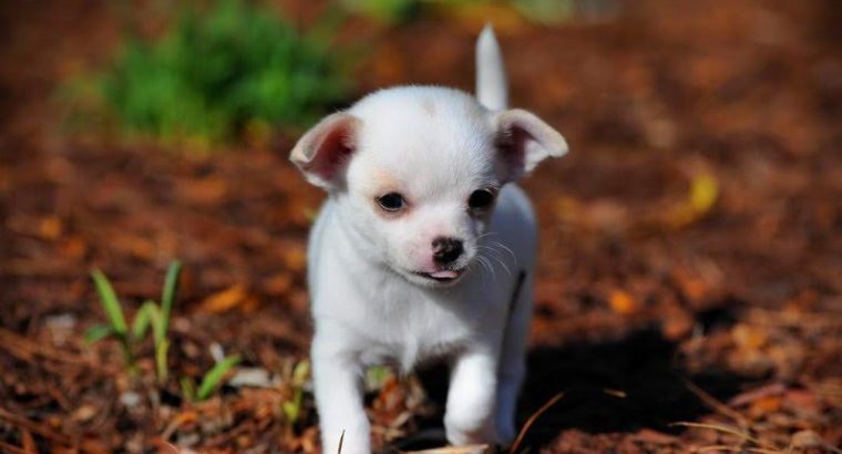 Chihuahua puppies