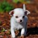 Chihuahua puppies