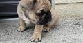 Adorable French Bulldog puppies in Galway