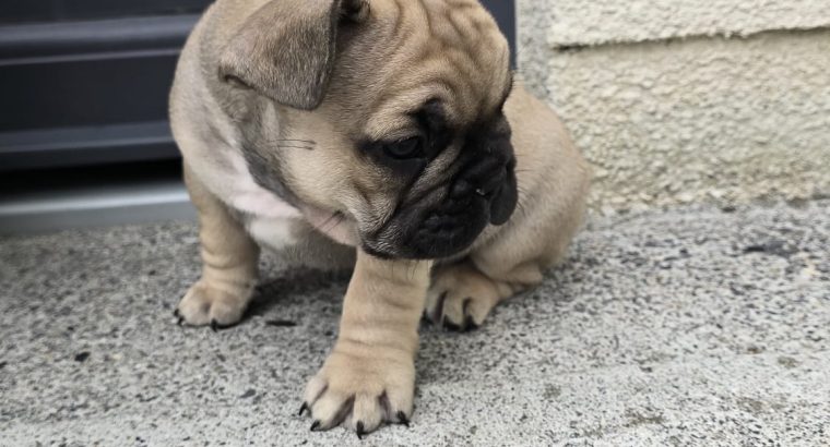 Adorable French Bulldog puppies in Galway
