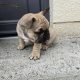 Adorable French Bulldog puppies in Galway