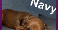 Rhodesian ridgeback pups ready to go