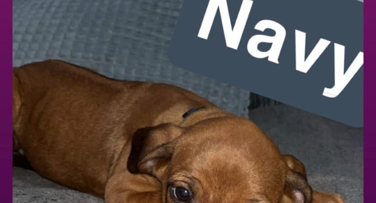 Rhodesian ridgeback pups ready to go
