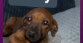 Rhodesian ridgeback pups ready to go