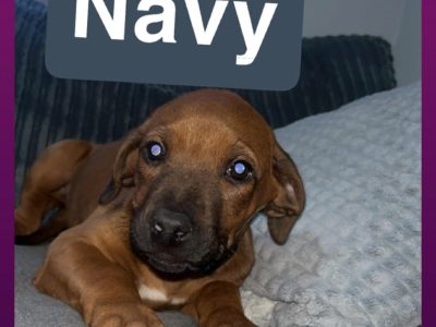 Rhodesian ridgeback pups ready to go price drop