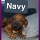 Rhodesian ridgeback pups ready to go