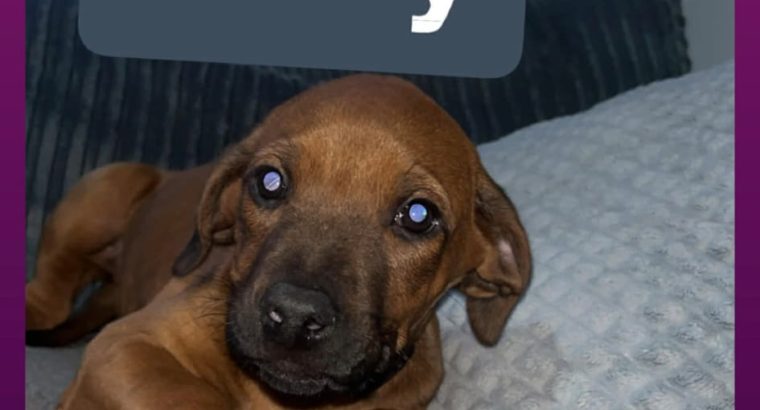 Rhodesian ridgeback pups ready to go