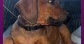 Rhodesian ridgeback pups ready to go