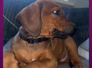 Rhodesian ridgeback pups ready to go