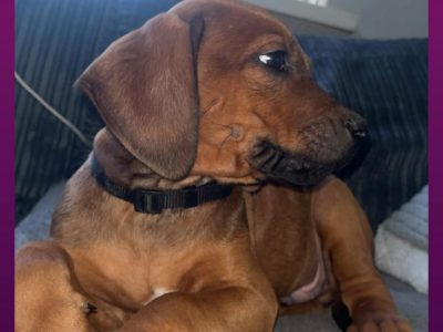 Rhodesian ridgeback pups ready to go