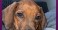 Rhodesian ridgeback pups ready to go